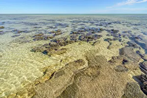 Bacterium: Stromatolites at low tide - Hamelin Pool - Shark