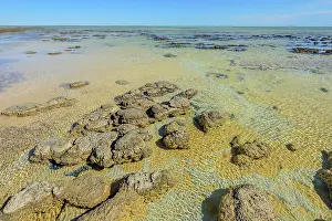 Bacterium: Stromatolites at low tide - Hamelin Pool - Shark