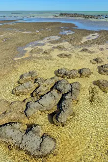 Bacterium: Stromatolites at low tide - Hamelin Pool - Shark