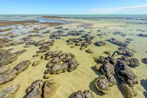 Bacterium: Stromatolites at low tide - Hamelin Pool - Shark