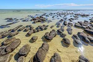 Bacterium: Stromatolites at low tide - Hamelin Pool - Shark
