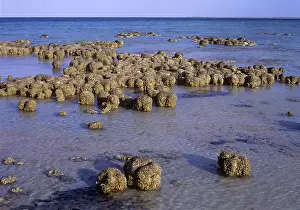 Colonial: Stromatolites in Shark Bay