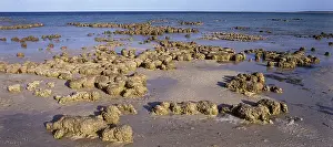 Colonial: Stromatolites in Shark Bay, Australia