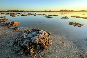 Bacterium: Stromatolites - Thetis Lake - Western Australia