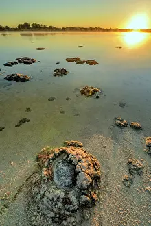 Bacterium: Stromatolites - Thetis Lake - Western Australia