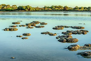 Bacterium: Stromatolites - Thetis Lake - Western Australia