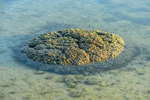 Bacterium: Stromatolites - Thetis Lake - Western Australia