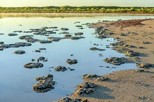 Bacterium: Stromatolites - Thetis Lake - Western Australia