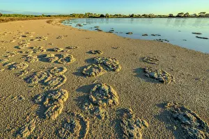 Bacterium: Stromatolites - Thetis Lake - Western Australia