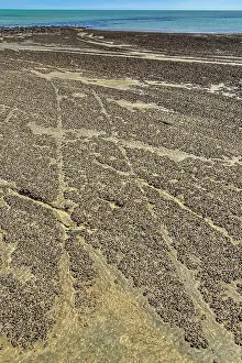 Bacterium: Stromatolites with traces of wagon wheel 50 years