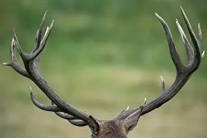 251020: Strong antlers of a red deer ( Cervus elaphus) Klamptenborg