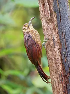 Strong: Strong Billed Woodcreeper Xiphocolaptes promerop