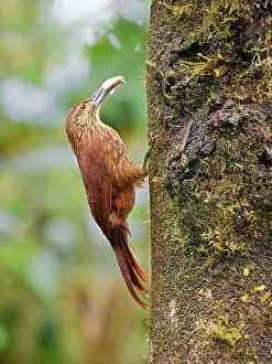 Strong: Strong Billed Woodcreeper Xiphocolaptes promerop