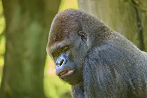 Apes: A strong gorilla leans against a tree and looks intensely