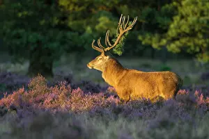 251020: Strong red deer ( Cervus elaphus) in flowering heath