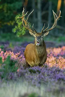 251020: Strong red deer ( Cervus elaphus) in flowering heath
