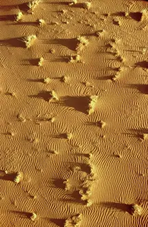 Bushman: Structural forms and Bushman grass (Stipagrostis