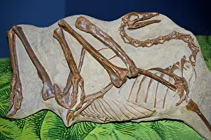 Bipedal: Struthiomimus Sedens Dinosaur Cast