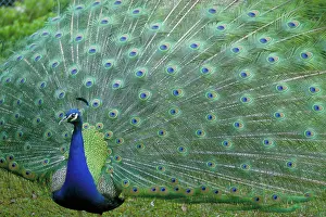 Fans: Strutting Peacock