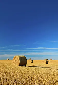 Stubble: Stubble field with round bales of straw, summer