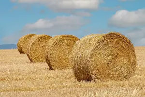 Stubble: Stubble field with straw rolls, Palatinate, Rhineland-Palati