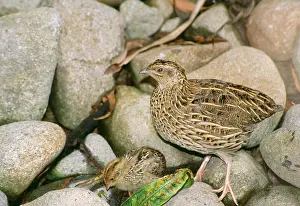 Quails: Stubble Quail - with chick