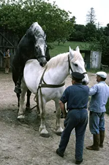 Owner: Stud Farm - Percherons mating