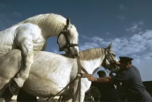 Owner: Stud Farm - Percherons mating