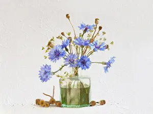 Cornflower: Studio shot of Cornflower, Centaurea cyanus and