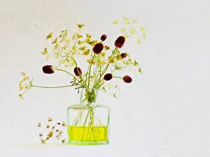 Anthriscus: Studio shot of Cow parsley, Anthriscus sylvestris