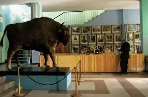 Taxidermy: Stuffed European Bison
