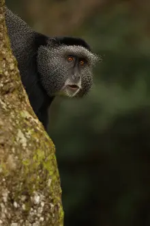Stuhlmanni: Stuhlmann's blue monkey, Cercopithecus mitis