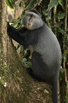 Stuhlmanni: Stuhlmann's blue monkey, Cercopithecus mitis