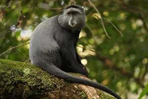 Stuhlmanni: Stuhlmann's blue monkey, Cercopithecus mitis