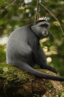 Stuhlmanni: Stuhlmann's blue monkey, Cercopithecus mitis