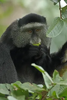 Stuhlmanni: Stuhlmann's blue monkey, Cercopithecus mitis