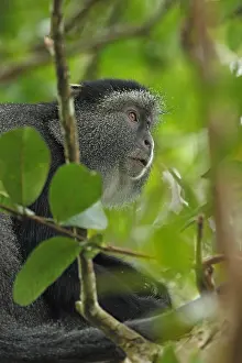 Stuhlmanni: Stuhlmann's blue monkey, Cercopithecus mitis