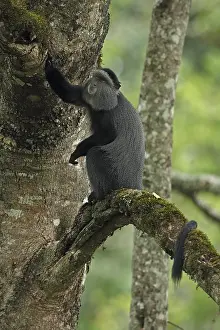 Stuhlmanni: Stuhlmann's blue monkey, Cercopithecus mitis