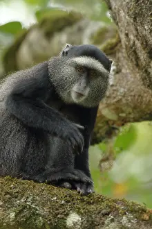 Stuhlmanni: Stuhlmann's blue monkey, Cercopithecus mitis