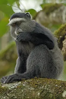 Stuhlmanni: Stuhlmann's blue monkey, Cercopithecus mitis