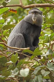 Stuhlmanni: Stuhlmann's blue monkey, Cercopithecus mitis