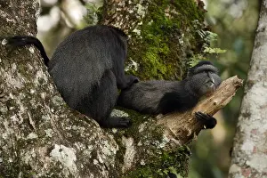 Stuhlmanni: Stuhlmann's blue monkey, Cercopithecus mitis