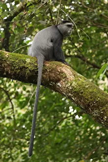 Stuhlmanni: Stuhlmann's blue monkey, Cercopithecus mitis