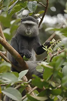 Stuhlmanni: Stuhlmann's blue monkey, Cercopithecus mitis