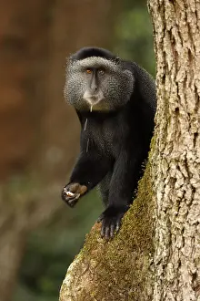 Stuhlmanni: Stuhlmann's blue monkey, Cercopithecus mitis