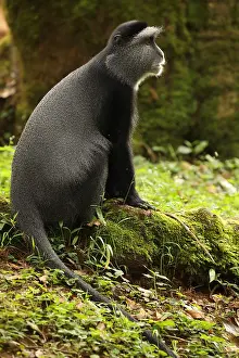Stuhlmanni: Stuhlmann's blue monkey, Cercopithecus mitis
