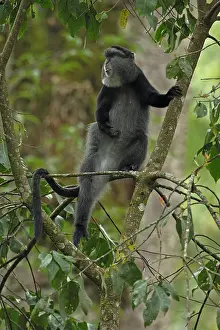 Stuhlmanni: Stuhlmann's blue monkey, Cercopithecus mitis