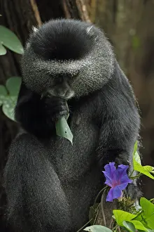 Stuhlmanni: Stuhlmann's blue monkey, Cercopithecus mitis