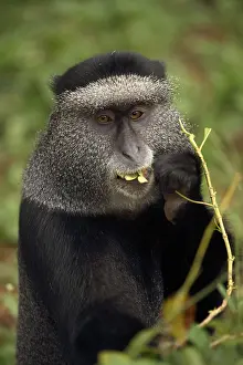Stuhlmanni: Stuhlmann's blue monkey, Cercopithecus mitis