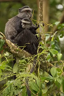 Infant: Stuhlmann's blue monkey, Cercopithecus mitis